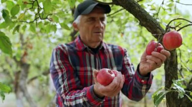 Şapkalı ve gömlekli adam ağaçtan elma topluyor. Çiftçi şovları kameraya hasat edildi.