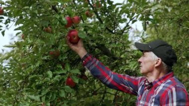 Çiftçi daldan büyük bir elma aldı. Erkek, meyveleri kutuya koymadan önce dikkatlice bakar..