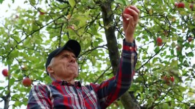 Kıdemli adam meyve bahçesinde elma hasadı topluyor. Düşük açı. Organik meyve hasadı.