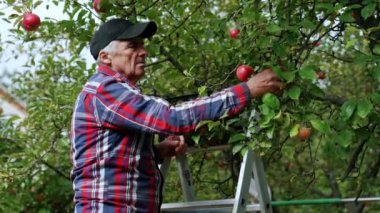 Yaşlı adam ağaçtan elma topluyor. Çiftçi ellerindeki ve gömleğindeki meyveyi kutuya koyar..