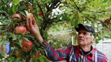 Meyve bahçesinde büyüyen büyük sulu elmalar. Yaşlı erkek çiftçi olgun meyveleri ağaçtan topluyor..