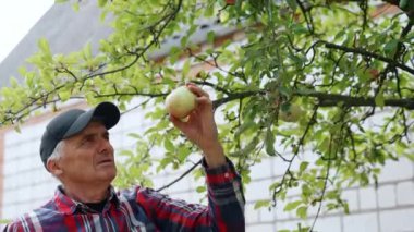 Siyah şapkalı bir erkek çiftçi evinin yakınında elma topluyor. # Adam meyve toplar, ellerini ovuşturur #.