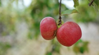 Ağaç dalında iki elma sallanıyor. Tanınmayan erkeğin elleri taze olgun meyveleri topluyor. Kapatın. Bulanık arkaplan.