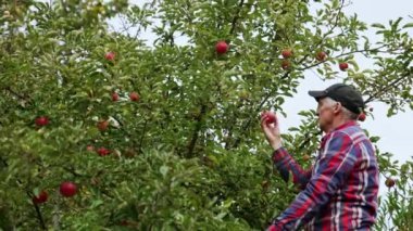 Ağacın yanındaki merdivende duran kendinden emin çiftçi. İnsan bahçesinden elma toplar..