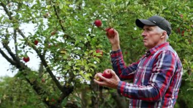 Kafkasyalı kıdemli bir adam ağaçtan kırmızı elma topluyor. Çiftçi birkaç meyve seçer ve onları kameraya gösterir.