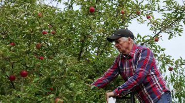 Polis, gömlek ve kot giyen beyaz, olgun bir adam merdivende duruyor. Çiftçi bir ağaçtan kırmızı elma toplar.