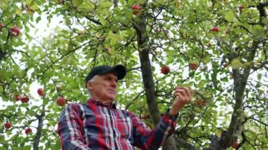 Erkek çiftçi merdivende duruyor elma topluyor. Çiftçi meyveyi kutuya koymak için eğilir. Düşük açı görünümü.