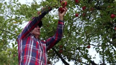 Gri saçlı erkek çiftçi ağaçtan olgun organik elmalar topluyor. Adam kırmızı meyvelere dikkatlice bakıyor. Düşük açı görünümü.