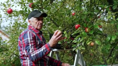 Merdivenin yanında duran bir adam, üstünde bir yay var. Çiftçi ağaçtan elma topluyor, kontrol ediyor, kokluyor, ovuyor ve bir sandığa koyuyor..