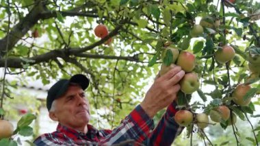 Yaşlı çiftçi büyük yeşil elmalarla dalların yanında duruyor. Bahçesinde meyve toplayan bir adam.