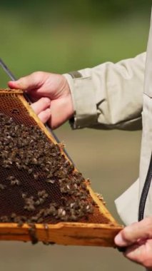 Arı yetiştiricisinin ellerinde sürünen arıların olduğu siyah bal çerçevesi. Hasadı kontrol ediyorum. Arkaplan bulanık. Dikey video