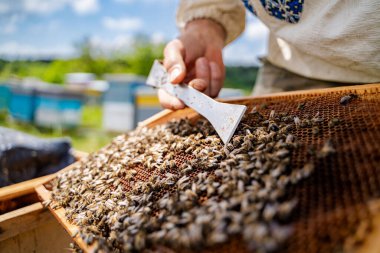 Arıcı, Bal Tarağı 'nı Denetliyor. Bir arı yetiştiricisi arıları nazikçe kenara çekmek için bir araç kullanarak arılarla dolu bir bal peteği çerçevesini dikkatlice inceler..
