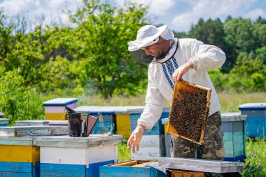 Arıcı, bal peteği çerçevesini inceliyor. Koruyucu giysiler giyen bir arı yetiştiricisi arı kovanındaki arılarla dolu bir bal peteği çerçevesini inceliyor..