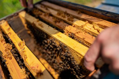 Arıcı Bal Arısı Çerçevesini Denetliyor. Arı kovanının karmaşık yapısını gösteren arılarla dolu bal peteği çerçevelerini inceleyen bir arı yetiştiricisinin yakın çekimi.