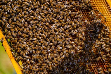 Bal arısı sürüsü bal peteği üzerinde. Bir bal arısı sürüsünün kapladığı bir bal peteğinin yakın plan çekimi kovandaki yoğun aktiviteyi vurguluyor..