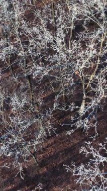 Kış mevsiminde yüksek ağaçlar. Ormanın üzerinde beyaz ağaçlarla uçmak. Üst dron görüntüsü. Yavaş çekim kamerası. Dikey video