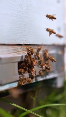 Çalışan arılar tarladan kovanlarına dönüyorlar. Böcekler kovanlara girer ya da yerin üzerinde uçar. Arkaplan bulanık. Dikey video
