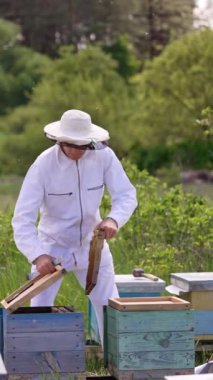 Beyaz elbiseli arı yetiştiricisi ormanın yakınındaki arıcıda çalışıyor. Gülümseyen adam çerçeveleri kovanlara yerleştirir. Dikey video