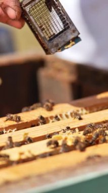 Bir sürü bal çerçeveli arı kovanı açıldı. Adamın eli çerçevelerin arasına arı kraliçesinin olduğu küçük bir kafes koyar. Kapatın. Dikey video