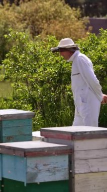 Beyaz elbiseli arı yetiştiricisi arı çiftliği boyunca yürüyor. Arı kovanının etrafında sayısız arı uçuşuyor. Güneşli havalarda doğa arka planı. Dikey video