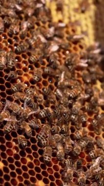 Arı ailesi bal çerçevesini kapatıyor. Çerçeve ters çevrildi. Kapatın. Dikey video