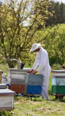Ormanın yakınlarındaki kırsal arılar. Koruyucu giysili yetişkin bir adam arı çerçevesine tırmanıp onları kontrol ediyor. Dikey video