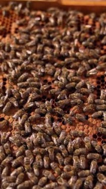 Her iki taraftan da arılarla kaplanmış kahverengi bal çerçevesi. Apiarist çerçeveyi ele geçiriyor. Kapatın. Arkaplan bulanık. Dikey video