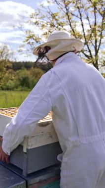 Apiculturist arı kovanını kendi arı çiftliğine taşıyor. Arı yetiştiricisi kovanları bir sıraya dizer. Güzel bir doğa geçmişi var. Dikey video