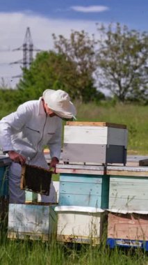 Erkek arı yetiştiricisi küçük çiftlikteki arı kovanlarını kontrol ediyor. Adam bir çerçeve tutuyor ve ona dikkatlice bakıyor. Dikey video