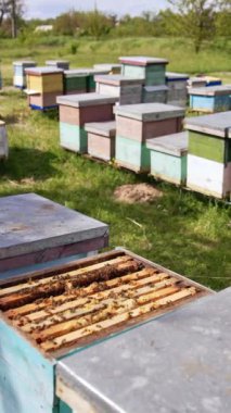 Beyazlı adam arı kovanına yaklaşıyor. Apiarist bal çerçevesini temizlemek için metal alet kullanır. Dikey video