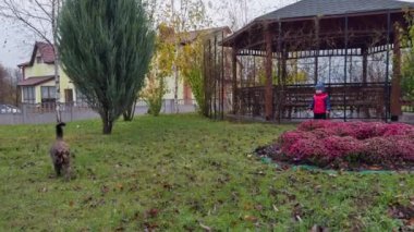 Küçük çocuk parktaki güzel çiçek tarlasında duruyor. Yürüyen çocuk kediyi izler çimlerin yanından yürür ve onu takip eder..