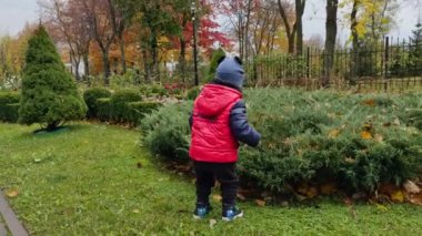 Kırmızı ceketli ve şapkalı bebek çalılıklara doğru geliyor. Tatlı çocuk sonbaharda parkta vakit geçiriyor..