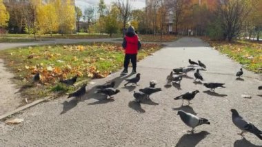 Güneşli sonbaharda küçük çocuk dışarıda. Neşeli çocuk güvercinleri korkutmak için topluyor..