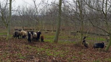 Sıkıcı gri gündüz kuşağında sonbahar manzarası. Çıplak ağaçların arasında bir koyun sürüsü duruyor..