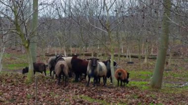 Farklı renkte tüylü bir koyun sürüsü. Gri koyunlardan biri gruptan uzaklaşıyor. Sonbahar ormanı arka planı.