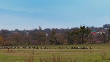 Kırsalda geniş bir koyun sürüsü otlatıyor. Tepedeki köy evleri.
