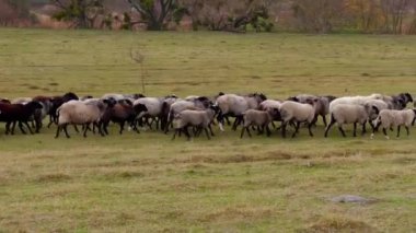 Kırsal alanda bir koyun sürüsü yürüyor. Küçük sığır çiftliği otlağa gidiyor..