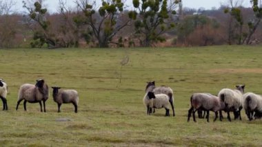 Gri tüylü koyun tarlada otluyor. Kırsaldaki küçük sığırları otlatıyorlar..