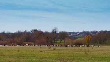 Sonbahar mevsiminde kırsal alanda çayır. Tarlada otlayan evcil bir koyun sürüsü. Köy evleri arka planda..