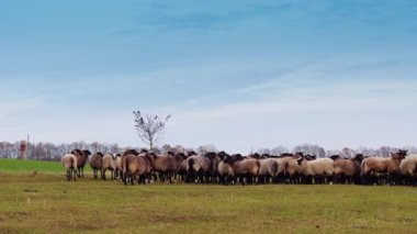 Yumuşak bir koyun sürüsü çayırdaki küçük çıplak ağacın etrafında toplandı. Sonbaharda tarlada otlayan küçük sığırlar..