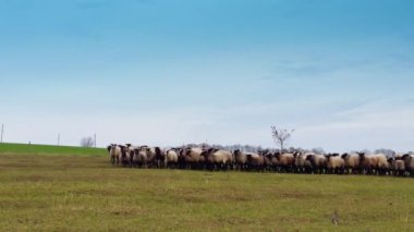 Tarladaki kara ağızlı koyun sürüsüne yaklaşıyoruz. Küçük sığırlar aniden durur ve kameraya bakar..