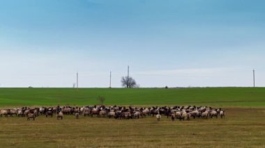 Tarlada toplanan siyah ağızlı koyun sürüsü. Sonbaharda otlayan bir sürü..