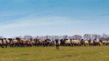 Büyük sürüdeki koyunlar kameradan uzaklaşıp uzaklaşırlar. Sonbaharda çiftlik hayvanlarını otlatıyor..