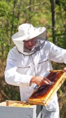 Ormandaki Apiary. Erkek arı yetiştiricisi arı kovanlarını inceliyor. Koruyucu şapkalı ve üniformalı Apiculturist yaz doğasında çalışıyor. Dikey video