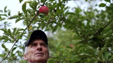Bahçıvan taze meyve topluyor. Elma bahçesi yakışıklı adam..