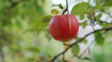 Ağaç bahçesinde olgun kırmızı elma. Organik meyve hasadı.