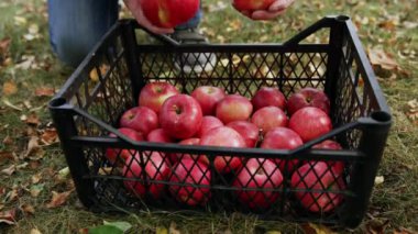 Sepette elma hasadı. Organik meyve bahçeleri topluyorum..