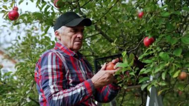 Elma bahçıvanı yakışıklı adam. Bahçıvan taze meyve topluyor..