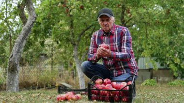 Kırmızı elma toplayan yakışıklı bir adam. Bahçelerde, olgun meyveler içindedirler..