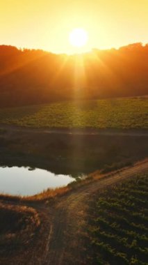 Napa, California, ABD 'deki üzüm bağlarındaki küçük yapay gölet. Doğanın güzel kırsal manzarası batan güneşin arka planında. Üst Manzara. Dikey video